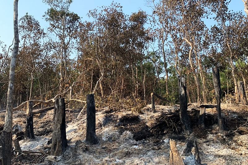 টেংরাগিরি বন থেকে গাছ কেটে পাচার করছে সংঘবদ্ধ চক্র। এসব গাছের গুঁড়িও পুড়িয়ে ফেলতে সম্প্রতি বনে আগুন দেয় চক্রটি। সম্প্রতি বেহুলার চর এলাকায়