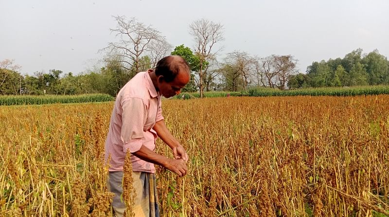 লালমনিরহাটের হাতীবান্ধায় সুপারফুড খ্যাত বিদেশি ফসল কিনোয়া চাষ করেছেন বড়খাতার কৃষক রেজাউল করিম