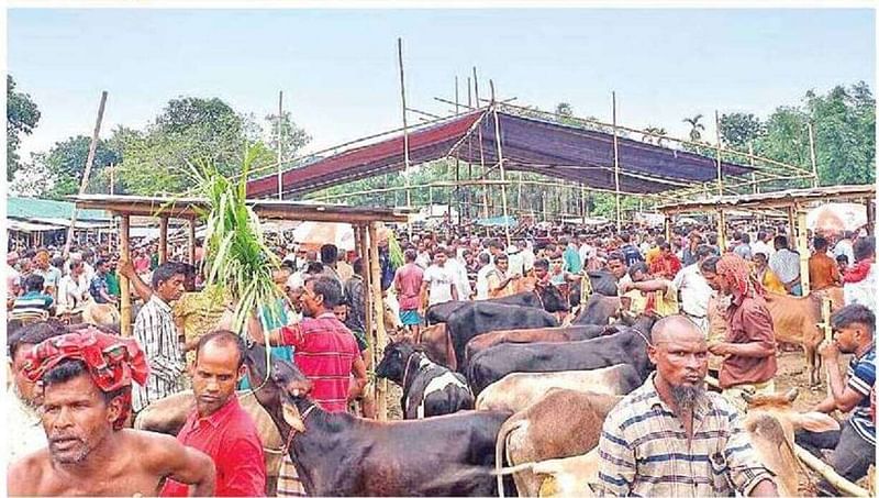 রংপুরের গঙ্গাচড়া উপজেলার বেতগাড়ি পশুর হাটে প্রচুরসংখ্যক গরু বিক্রির জন্য আনা হয়েছে । গতকাল তোলা ছবি।