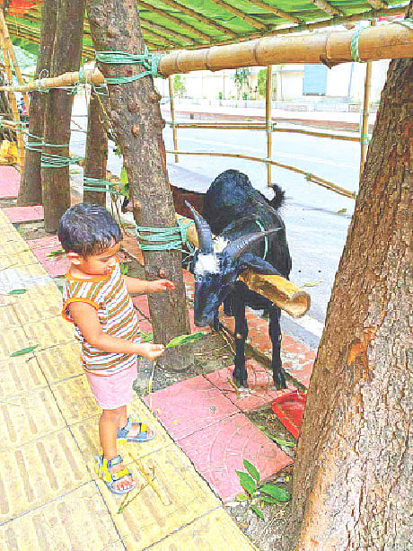 কোরবানির জন্য কেনা ছাগলকে কাঁঠালপাতা খাওয়াচ্ছে একটি শিশু। গতকাল রাজধানীতে