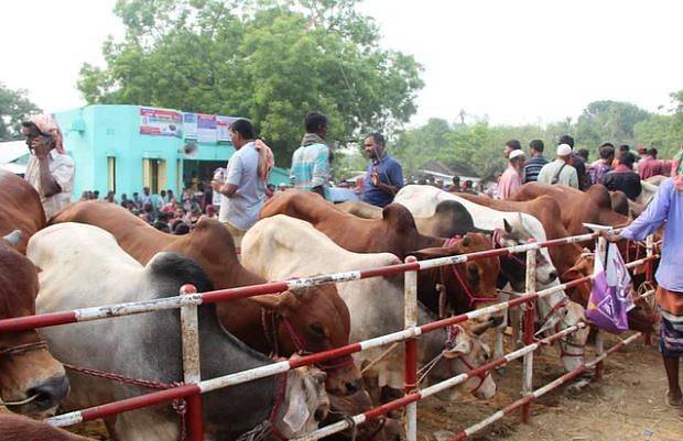 চুয়াডাঙ্গার দামুড়হুদা উপজেলার ডুগডুগি পশুর হাট গত সোমবার।