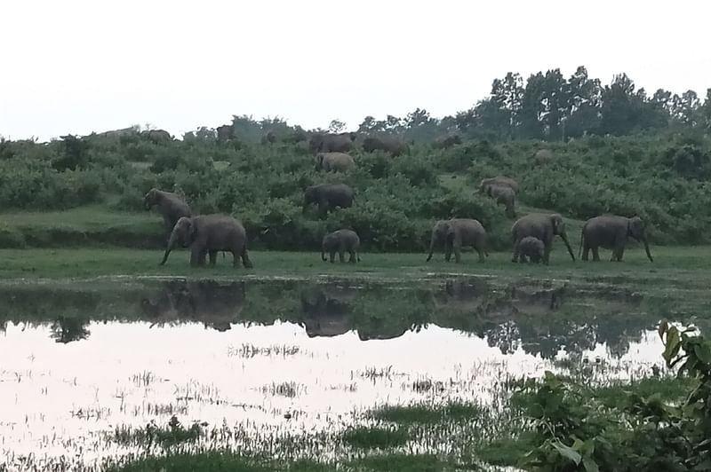 এক সপ্তাহ ধরে বনটিতে ৪০ থেকে ৪৫টি বন্য হাতি অবস্থান করছে। সম্প্রতি তোলা।