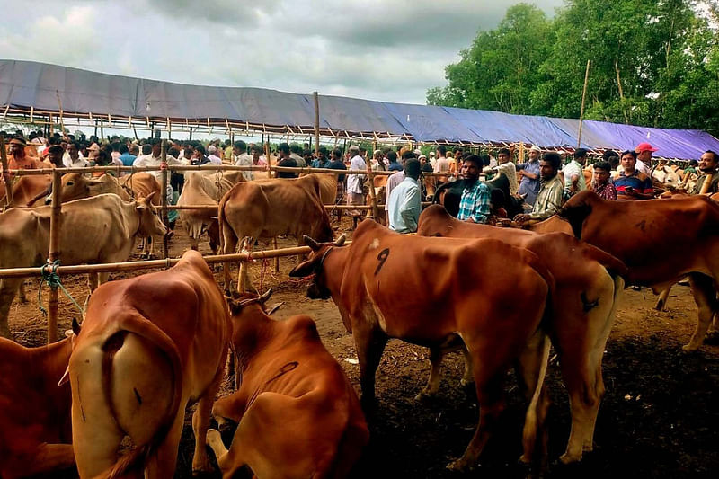 বান্দরবানের নাইক্ষ্যংছড়ি সীমান্ত হয়ে আসা মিয়ানমারের চোরাই গরু বিক্রি হয় রামুর গর্জনিয়া বাজারে। এসব গরুর গায়ে থাকে সাংকেতিক চিহ্ন। গতকাল বৃহস্পতিবার দুপুরে