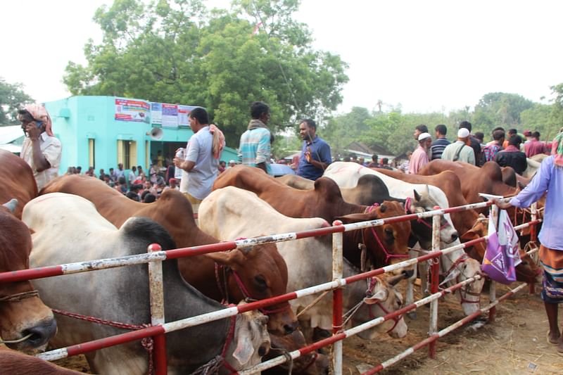 চুয়াডাঙ্গার দামুড়হুদা উপজেলার ডুগডুগি পশুর হাটে গতকাল সোমবার গরু-ছাগল এসেছিল প্রচুর