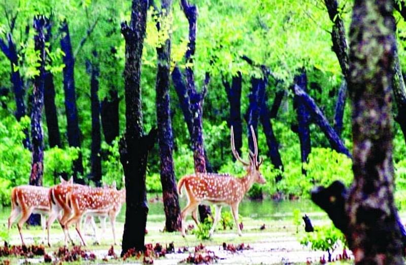 নিঝুম দ্বীপে হরিণের বিচরণ