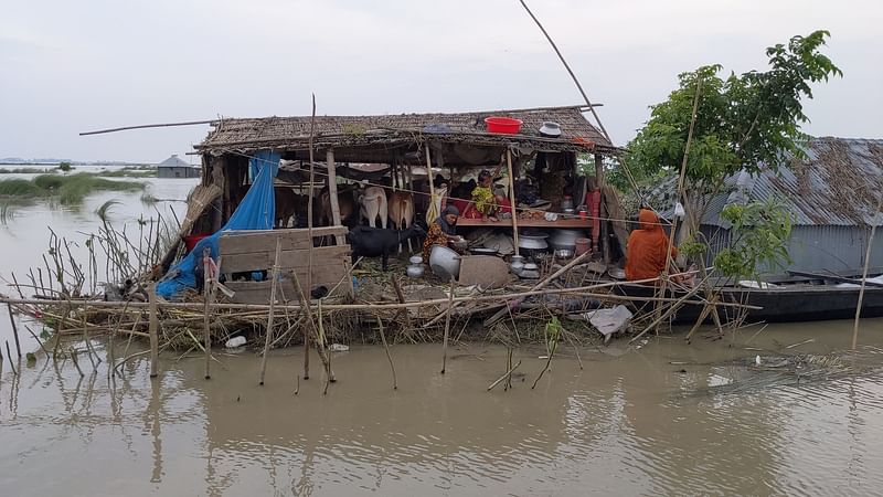 কুড়িগ্রামে পানিবন্দী মানুষের ভোগান্তি কমেনি। একটি পরিবার বসতভিটা ছেড়ে গোয়ালঘরে আশ্রয় নিয়েছে। গত রোববার বিকেলে উলিপুর উপজেলার বেগমগঞ্জ ইউনিয়নের মুসার চরে