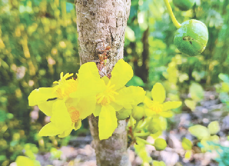 টিলার ওপরে বনচালতার ফুল