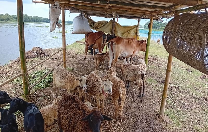 কুলাউড়া-শাহবাজপুর রেললাইনের ওপর টিন-বাঁশের ঘর তৈরি করে কয়েকটি গরু, ছাগল ও ভেড়া বেঁধে রাখা হয়েছে