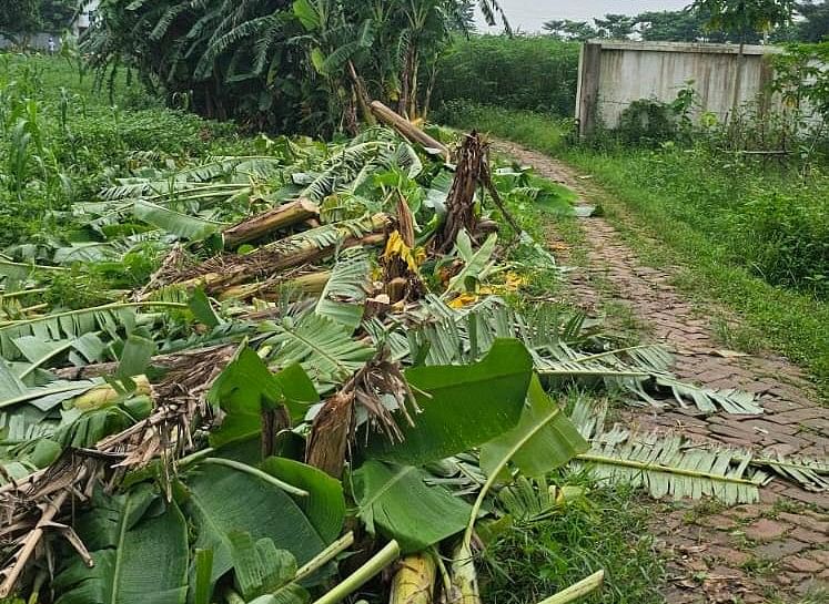 ঢাকার নবাবগঞ্জে মাদ্রাসার ছাত্রীদের চলাচলের সুবিধার্তে রাস্তার পাশের আগাছা পরিষ্কার করেছে কর্তৃপক্ষ। বৃহস্পতিবার দুপুরে