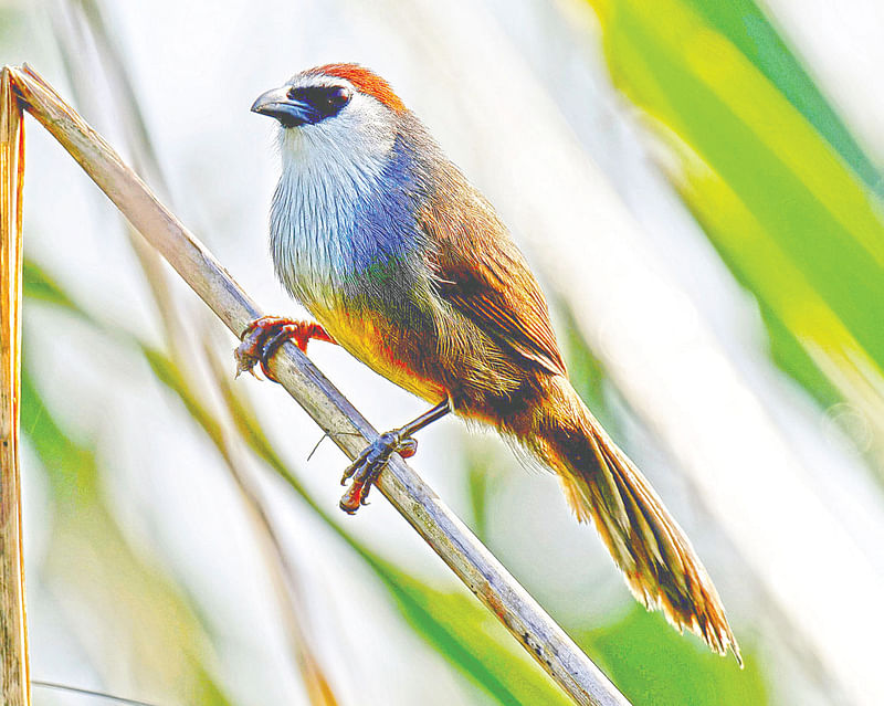 চট্টগ্রামের অনন্যা আবাসিক এলাকায় হোগলাগাছে লাল টুপি ছাতারে