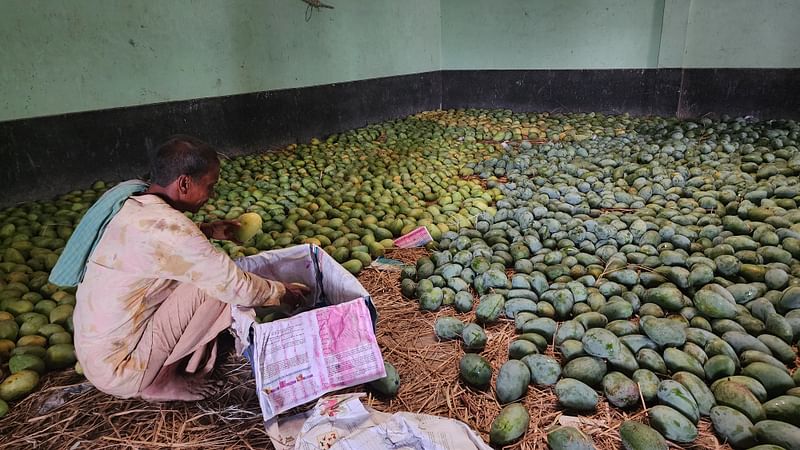 রাজশাহীর বাঘায় কৃষি সম্প্রসারণ অধিদপ্তর নির্মিত মিনি কোল্ড স্টোরেজ থেকে বের করে ঢাকায় পাঠানোর জন্য প্রস্তুত করা হচ্ছে আম। উপজেলার পাকুড়িয়া বাজারে। বুধবার দুপুরে