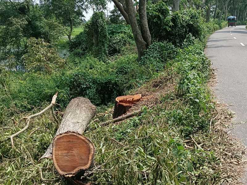 কয়েক দিন ধরে বাঞ্ছারামপুর-মুরাদনগর-ইলিয়টগঞ্জ সড়কের উপজেলার পাড়াতলী এলাকার সড়কের পাশের দুটি গাছ গুঁড়ি পর্যন্ত কাটা হয়েছে