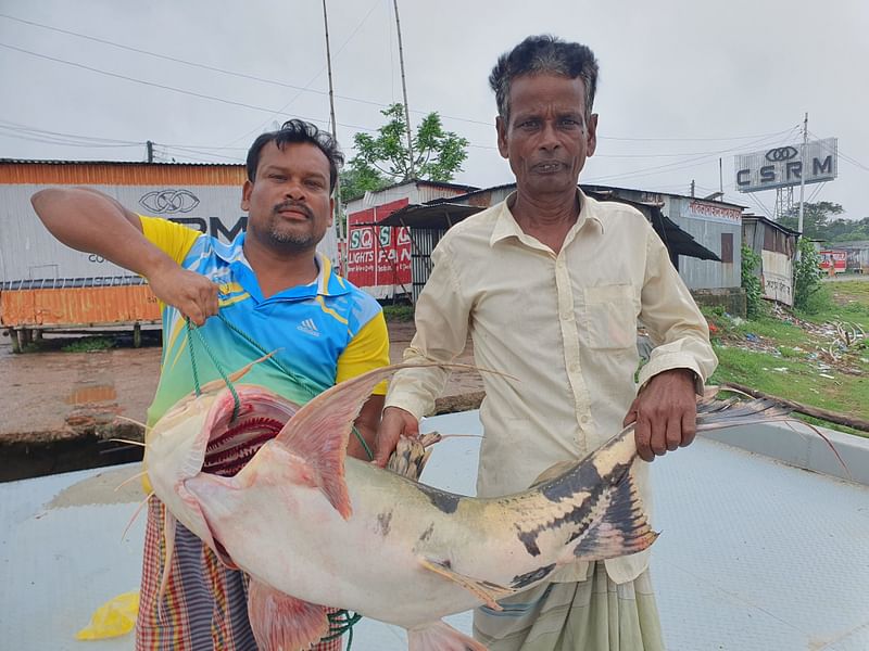 বাগাড় মাছটি স্থানীয় এক মাছ ব্যবসায়ী ৩৩ হাজার ৭০০ টাকায় কিনে ৩৫ হাজার টাকায় বিক্রি করেন। আজ সকালে দৌলতদিয়া ঘাট এলাকায়