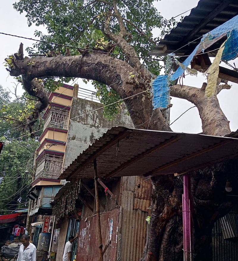 বটগাছটিকে বাঁচাতে প্রশাসনের লোকজন গিয়ে গাছ ঘিরে রাখা টিনের বেড়া খুলে দেন। মঙ্গলবার দুপুরে