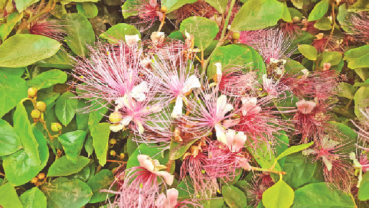 পথের পাশে ফুটে থাকা দৃষ্টিনন্দন কাবিয়া ফুল