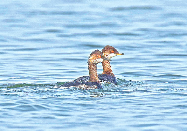 রাজশাহীর পদ্মা নদীতে মনোরম ভঙ্গিতে এক জোড়া কালো-গলা ডুবালু