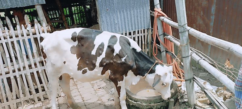 পাবনার বেড়া উপজেলায় গরুর লাম্পি স্কিন ডিজিজ (এলএসডি) বা চর্মরোগের সংক্রমণ ব্যাপক বেড়েছে