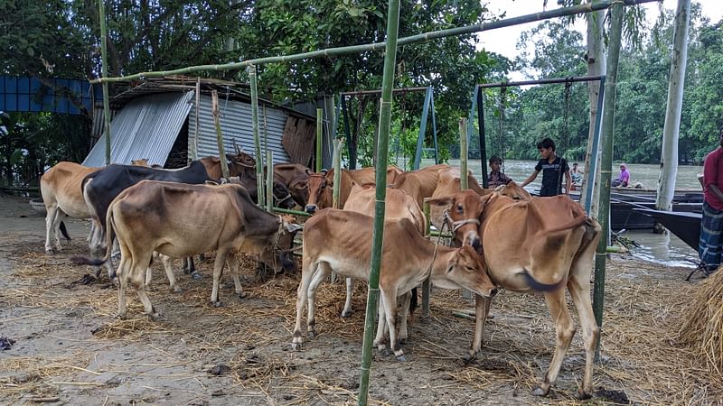 দীর্ঘদিন চারণভূমি প্লাবিত থাকায় গবাদিপশুর খাদ্যের সংকট দেখা দিয়েছে। গত বুধবার বিকেলে কুড়িগ্রামের সদর উপজেলার ঘোগাদহ ইউনিয়নের প্রথম আলো চরে