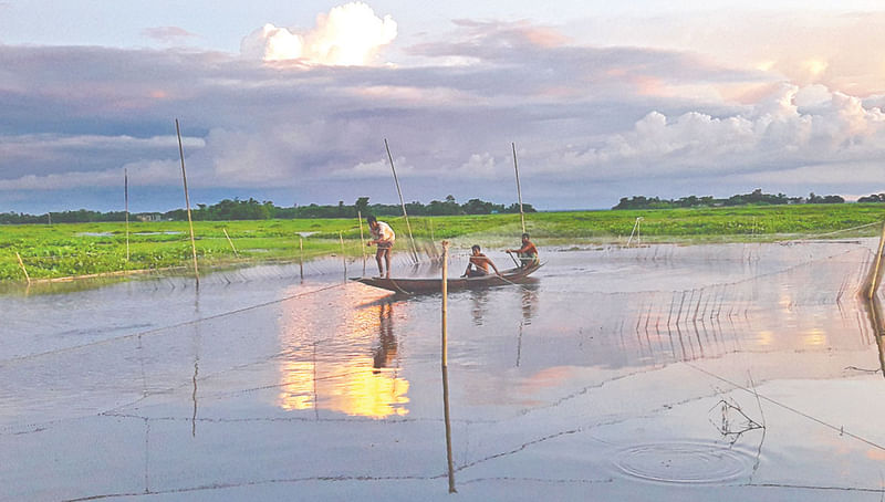 হাওরে কর্মমুখর জীবন। ২৮ জুলাই বিকেলে মৌলভীবাজারের কাউয়াদীঘি হাওরে