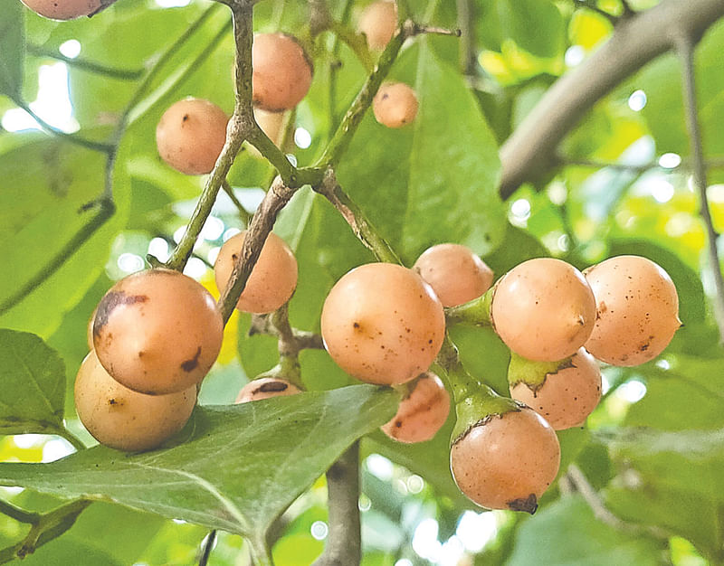 জাতীয় উদ্ভিদ উদ্যানে ধরা বউলা ফল