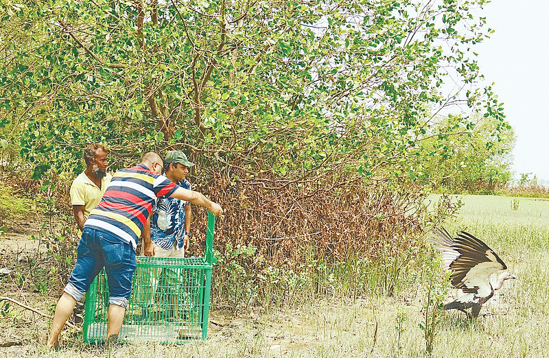 গত ১০ জুন একটি বাংলা শকুন ছেড়ে দেওয়া হয় খুলনার দাকোপ উপজেলার চুনকুড়ি গ্রাম থেকে