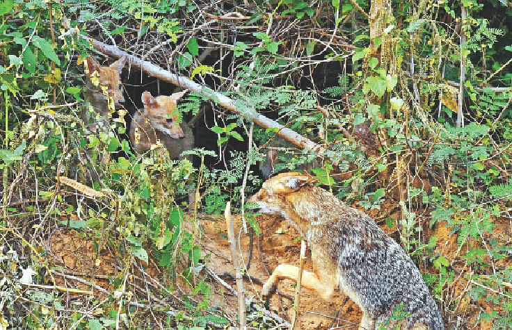 রাজধানীর উত্তরা এলাকায় মায়ের সঙ্গে শিয়ালছানা