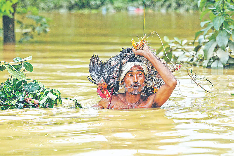 বন্যার পানিতে খামার থেকে ভেসে গেছে মুরগি। দুই–একটি যা উদ্ধার করতে পেরেছেন তা নিয়ে আশ্রয়কেন্দ্রে যাচ্ছেন এই ব্যক্তি। গতকাল দুপুরে ফেনী সাউথ ইস্ট ডিগ্রি কলেজ আশ্রয়কেন্দ্রের কাছে