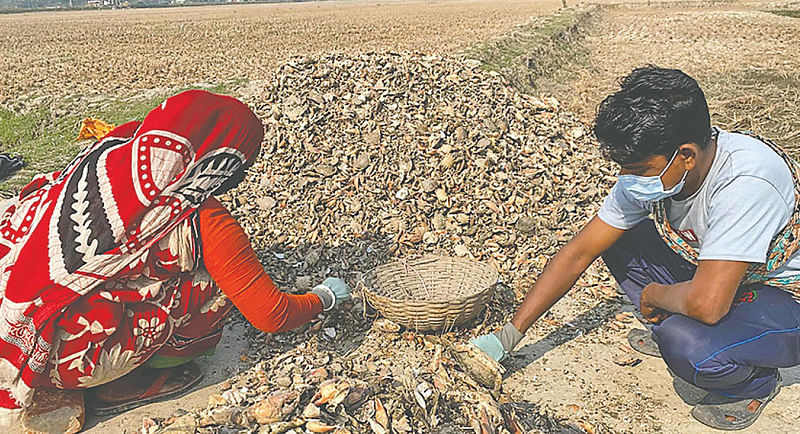 খামার থেকে সংগ্রহ করা কাঁকড়ার খোলস শুকানোর জন৵ আলাদা করা হচ্ছে। এগুলো গুঁড়া করে পচানো সবজির সঙ্গে মিলিয়ে তৈরি হয় ম৵াজিকম্পোস্ট সার