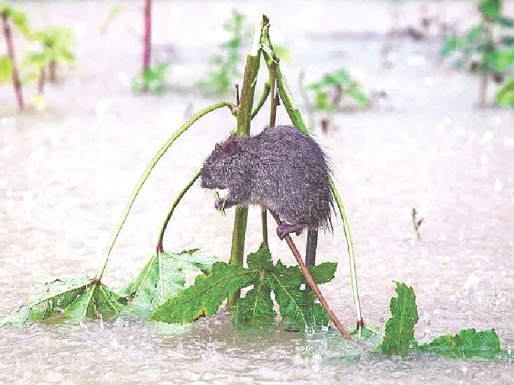 বানের পানিতে একটু আশ্রয়ের আশায় একটি ইঁদুর