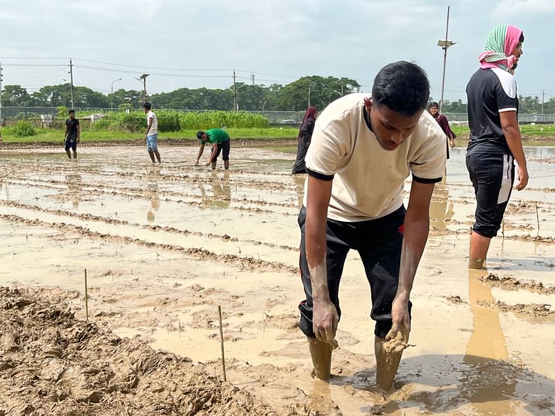 এগ্রোনমি ফিল্ডে চলছে চারা তৈরির কাজ