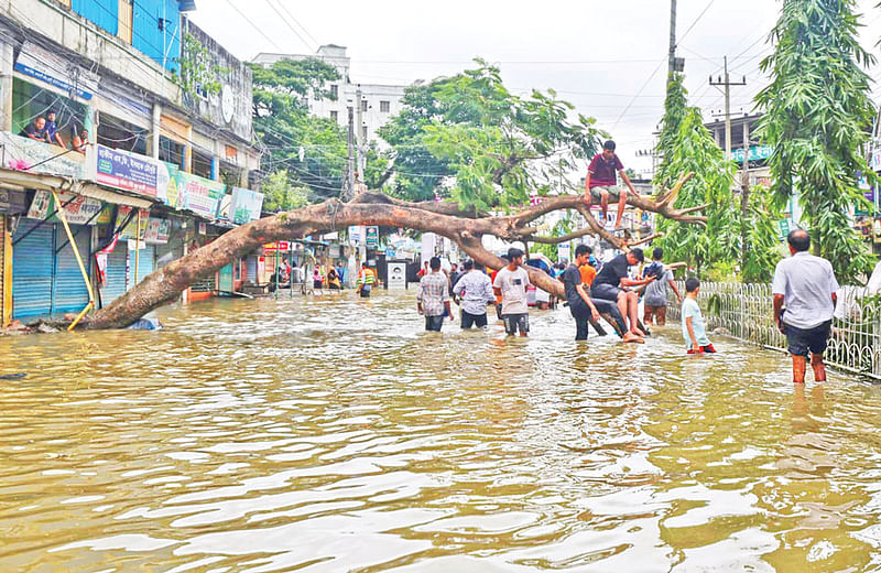 বন্যার পানি পুরোপুরি সরে গেলে এসব গাছের পরিচর্যা দরকার হবে। সম্প্রতি ফেনী শহরের ট্রাঙ্ক রোডে