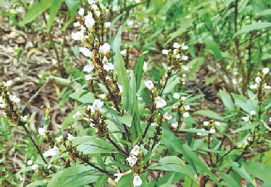 গাজীপুরের কাপাসিয়ার রায়েদ গ্রামে জগৎমদন