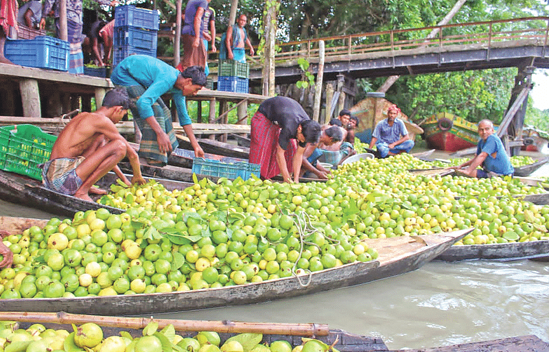 আটঘর খালে পেয়ারার ভাসমান হাট। পিরোজপুরের নেছারাবাদে