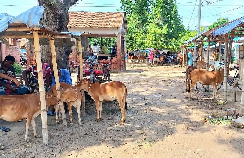 দিনাজপুরের বিরামপুর পৌর শহরের পুরাতন বাজার এলাকায় বিরামপুর পৌর পশুর হাটে বিক্রির জন্য রাখা গুটিকয় এঁড়ে ও বকনা বাছুর