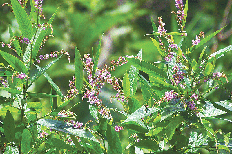 মৌলভীবাজারের পাথারিয়া পাহাড়ের বনমালা ফুল