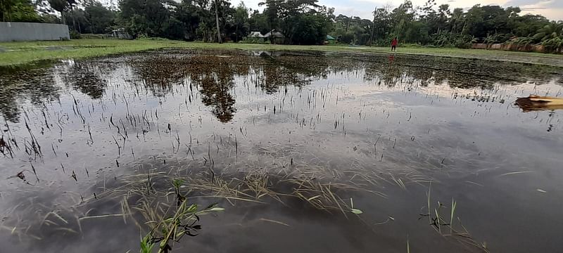 বন্যায় ক্ষতিগ্রস্ত আমনের বীজতলা। গতকাল বিকেলে নোয়াখালীর সেনবাগ উপজেলা কাদরা গ্রামে