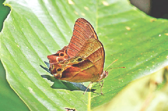 মৌলভীবাজারের জুড়ীর সাগরনাল বন বিটের একটি পাহাড়ে কৃষ্ণ বনপাল প্রজাপতি