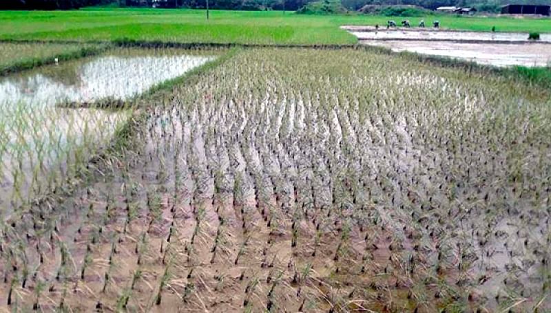 সাম্প্রতিক বন্যায় নষ্ট হয় কক্সবাজারের রামুর চাকমারকুল এলাকার ধান। গত বুধবার তোলা