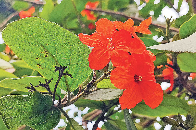 রমনা পার্কে ফোটা রক্তরাগ ফুল