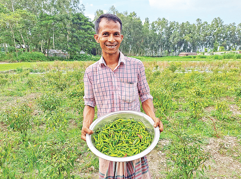 নিজের খেতের মরিচ হাতে অশোক কুমার। মঙ্গলবার গাইবান্ধার সাদুল্যাপুরের ছোট গয়েশপুর গ্রামে