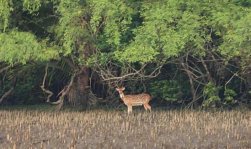 হরিণ