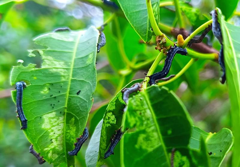 সুন্দরবনে গেওয়া গাছে পোকার আক্রমণ। শাকবাড়িয়া নদীর পাড়ে গত ২৭ জুলাই এমন পোকার আক্রমণ দেখা যায়