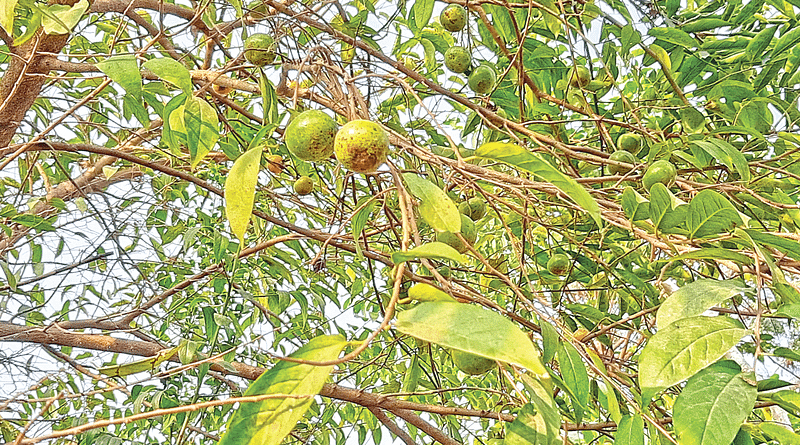 ময়মনসিংহের বিনপাড়ার ইসকন মন্দিরে ফলসহ তমালগাছ