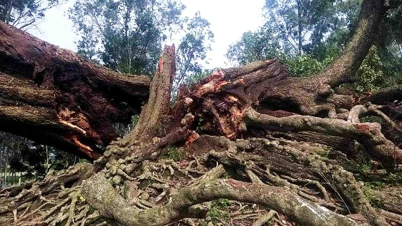 গত শনিবার রাতে নাটোরের সিংড়া উপজেলার সেই ‘খিরির’ গাছটি ঝড়ে ভেঙে পড়েছে