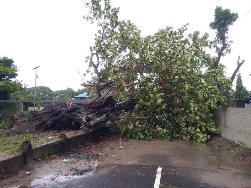 নিম্নচাপের প্রভাবে সৃষ্ট বাতাসে সমূলে উপড়ে পড়ে গাছটি। গত রোববার যশোরের কেশবপুর উপজেলার সাগরদাঁড়ি এলাকায়