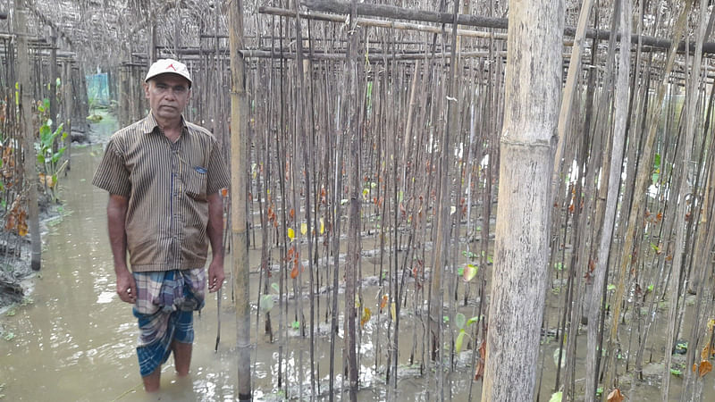 বন্যায় ক্ষতিগ্রস্থ নিজের পানের বরজের সামনে কৃষক অজিত পাল। গত বৃহস্পতিবার