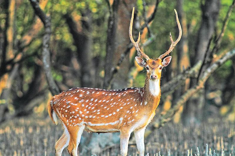 চিত্রা হরিণ। ছবিটি সম্প্রতি সুন্দরবনের কচিখালী থেকে তোলা