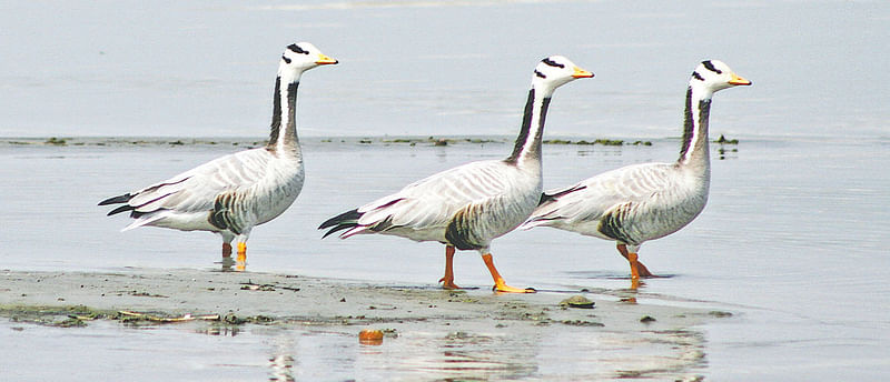 কড় রাজহাঁস, রাজশাহীর পদ্মার চরে