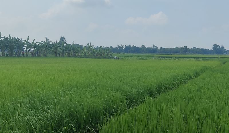 জয়পুরহাটের পাঁচবিবি উপজেলার উচনা-সোনাতলা সীমান্তে শূন্যরেখার দেড় শ গজের ভেতরে কাঁটাতারের বেড়া নির্মাণ করে বিএসএফ। রোববার দুপুরে