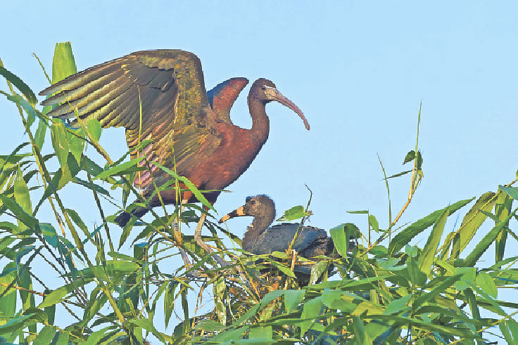 গত ২৪ আগস্ট জয়পুরহাট সদরের গৌরীপাড়া থেকে ছানাসহ খয়রা কাস্তেচরার ছবিটি তুলেছেন মনিরুল খান।